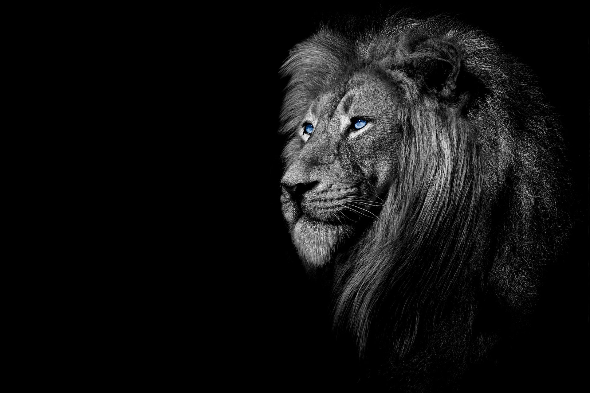 Lion in Black and White